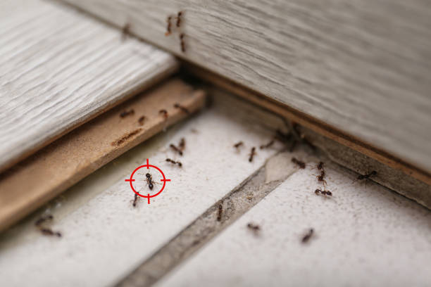 Wildlife Control Services in New Burlington, OH